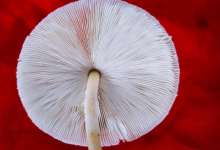 7-surprising-facts-about-the-penis-phenomenon 