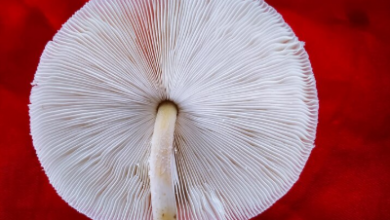 7-surprising-facts-about-the-penis-phenomenon 